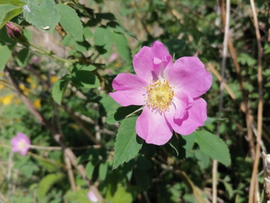 Шиповник Луговой