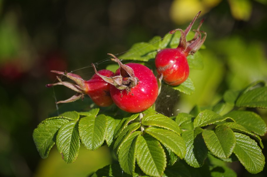 «Красный шиповник»