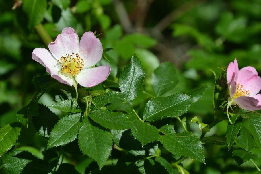 Шиповник собачий (rosa canina)