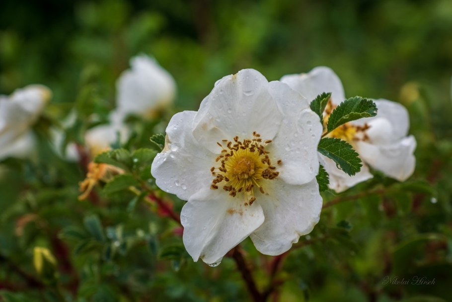 Шиповник (роза) морщинистый