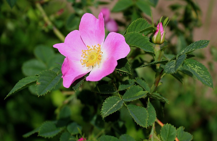 Свобориное дерево (шиповник)