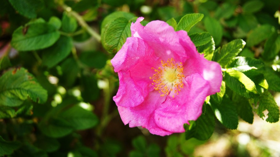 Шиповник мускусный