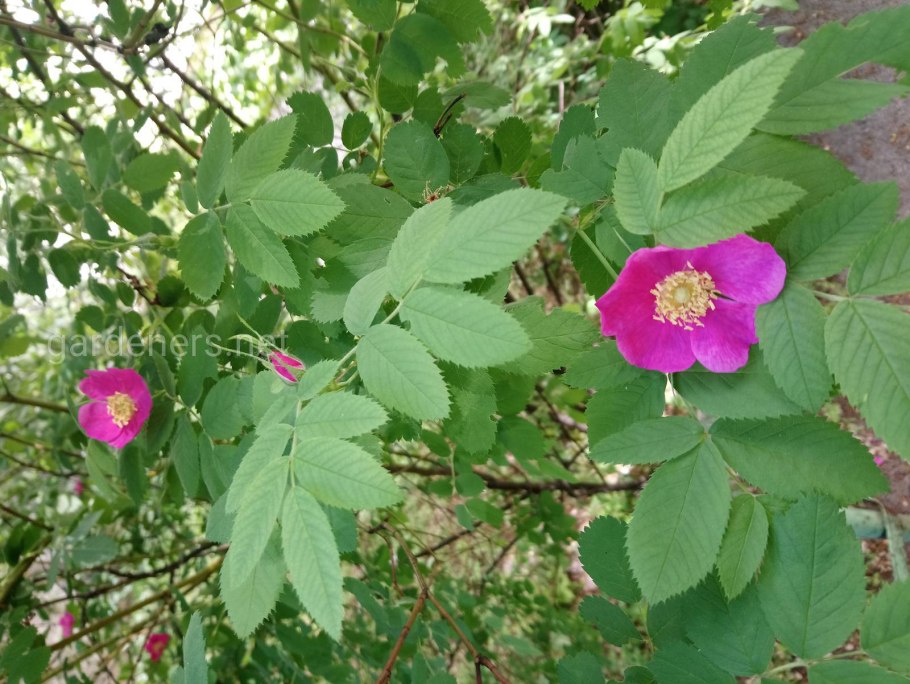 Шиповник Даурский