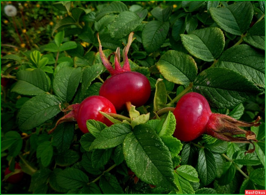 Шиповник плодовый воронцовский