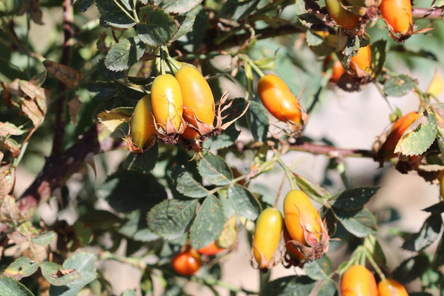 Шиповник Даурский