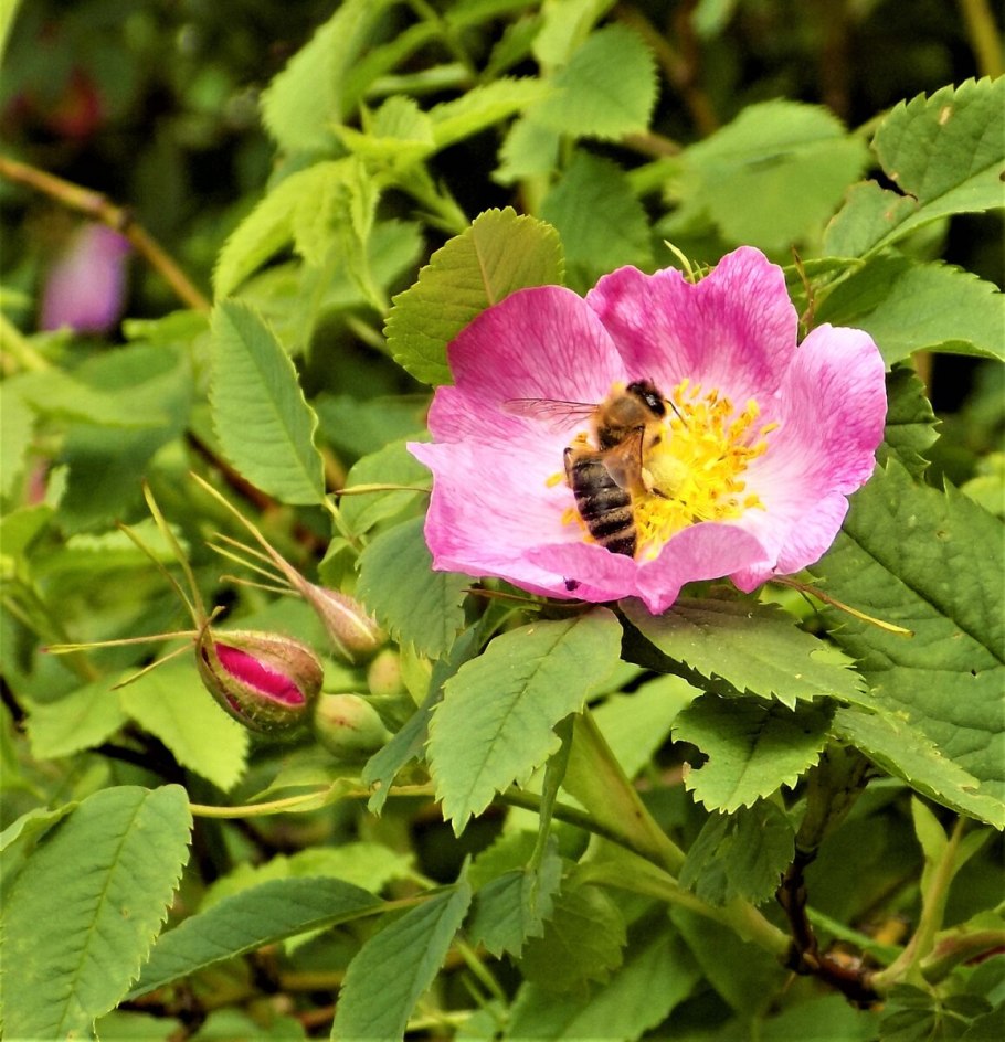 Шиповник Майский коричный