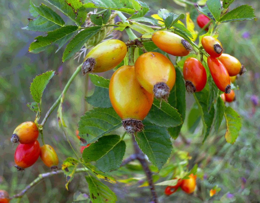 Шиповник тупоушковый