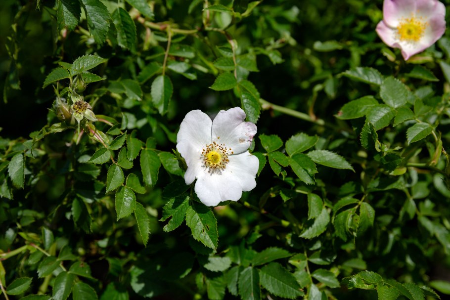 Бедренцеволистная (колючейшая) роза