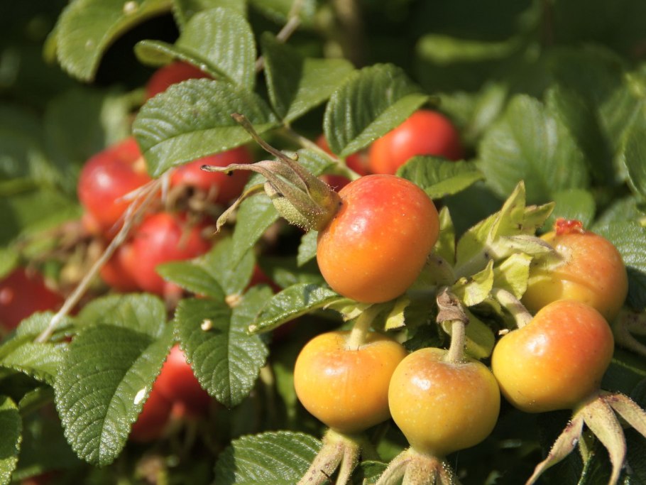 Шиповник (роза) морщинистый