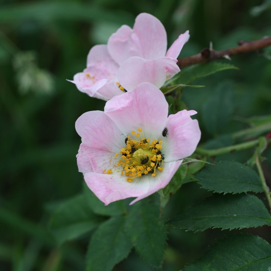Роза собачья rosa canina