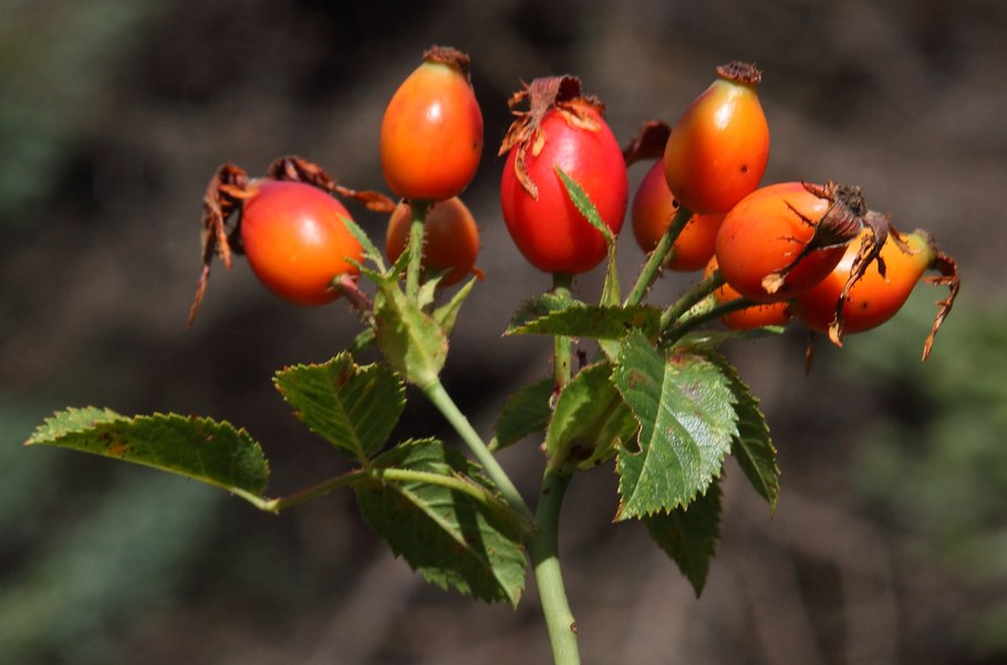 Роза Байкал плетистая