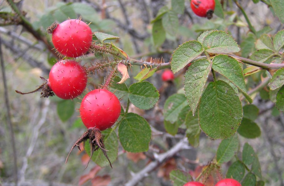 Разновидность шиповника фото цветов