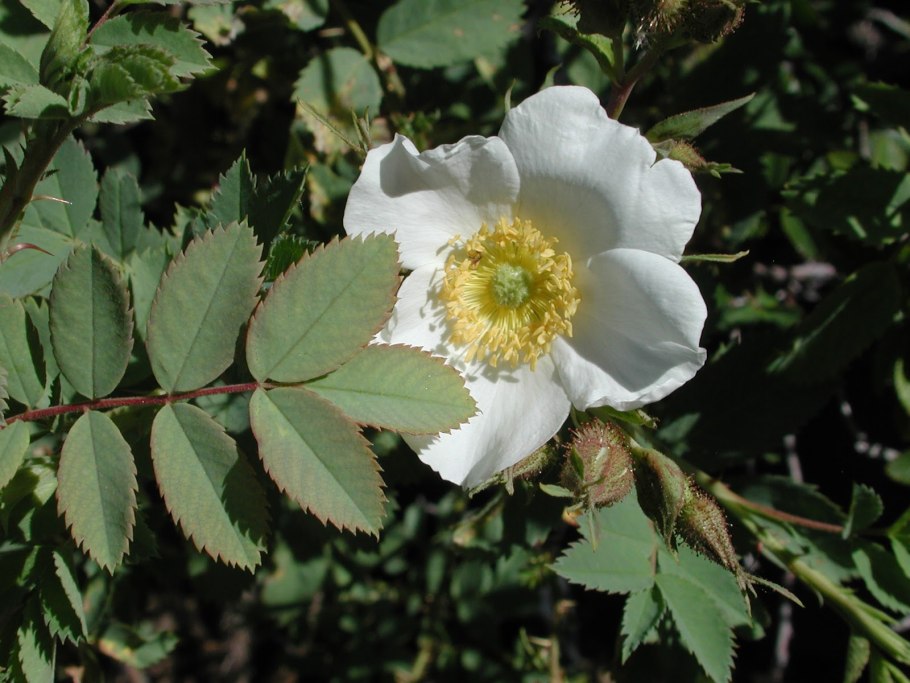 Роза Якутская шиповник