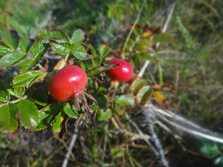 Шиповник Дальневосточный куст