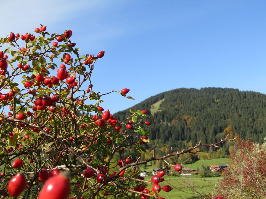 Шиповник горный Таджикистан