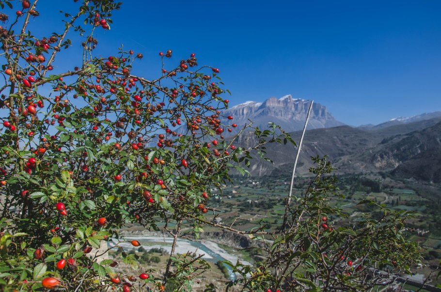 Шиповник горный