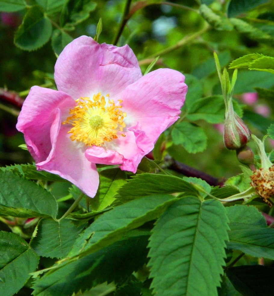 Шиповник роза канина