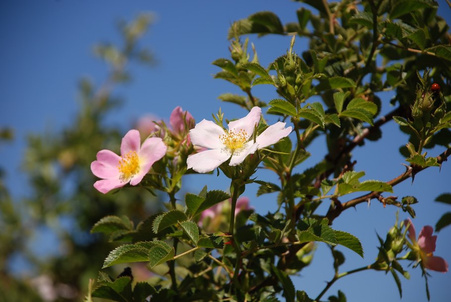 Шиповник rosa canina