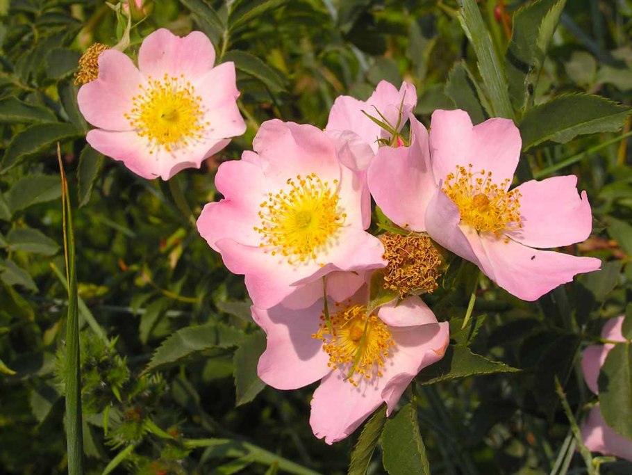 Роза собачья