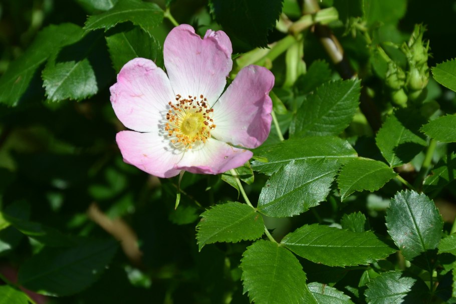 Роза dzika polnoc