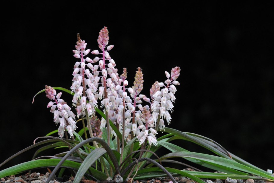 Лашеналия алоэвидная (Lachenalia Aloides)