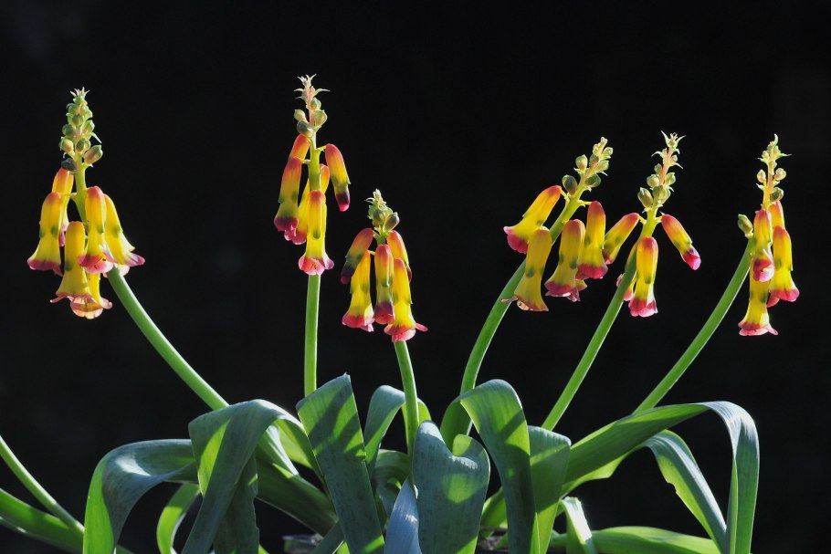 Лашеналия зеленоцветковая