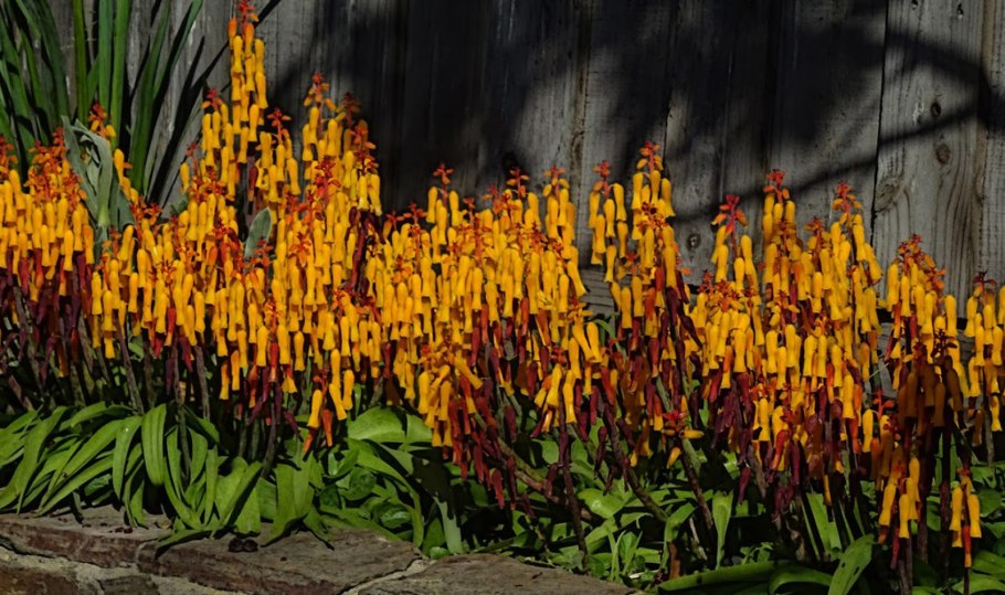 Lachenalia ensifolia