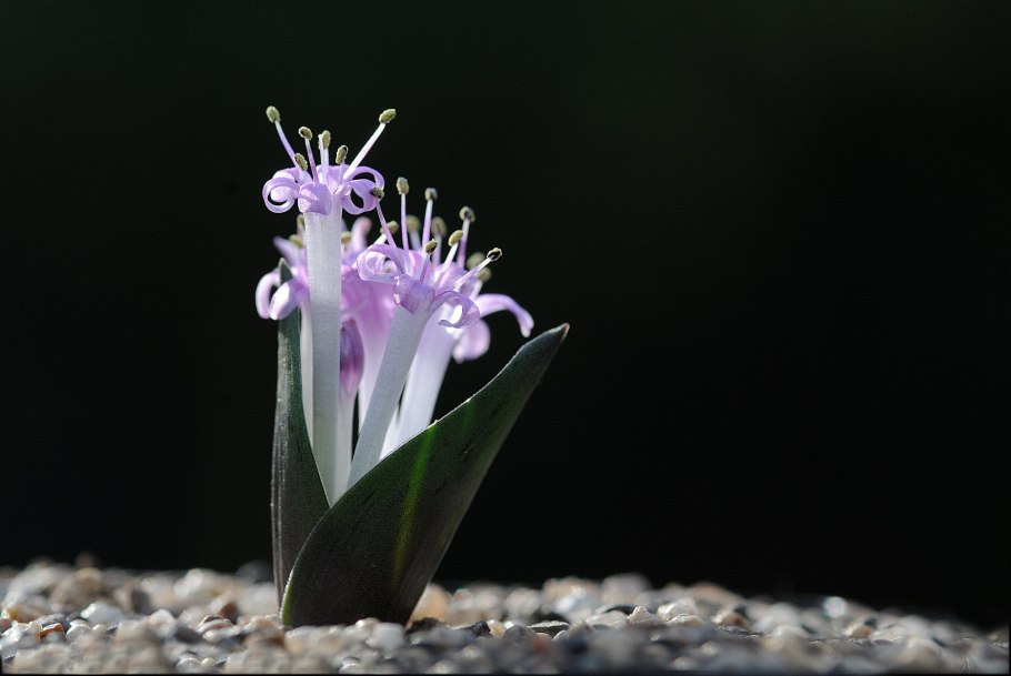 Lachenalia viridiflora