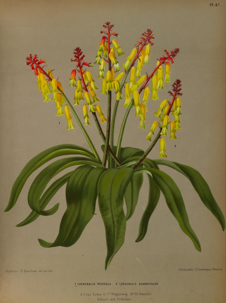 Lachenalia pusilla