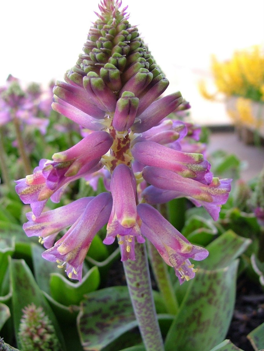 Lachenalia viridiflora