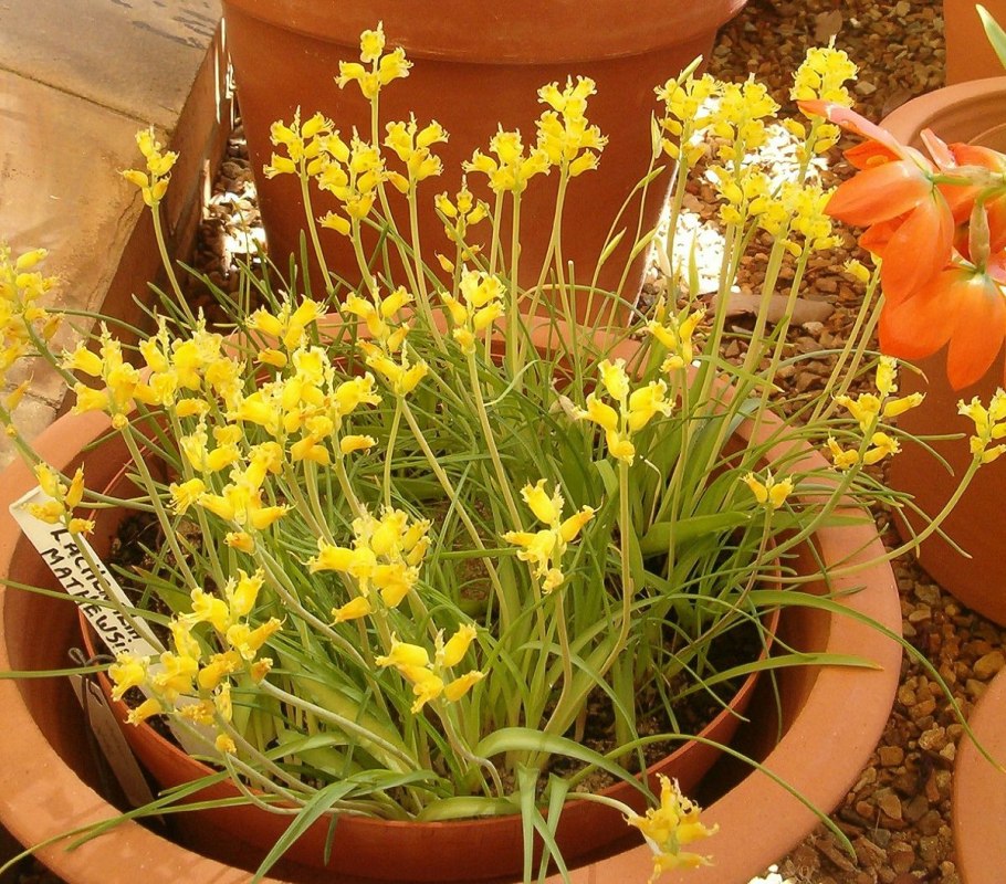 Эугландина Розеа