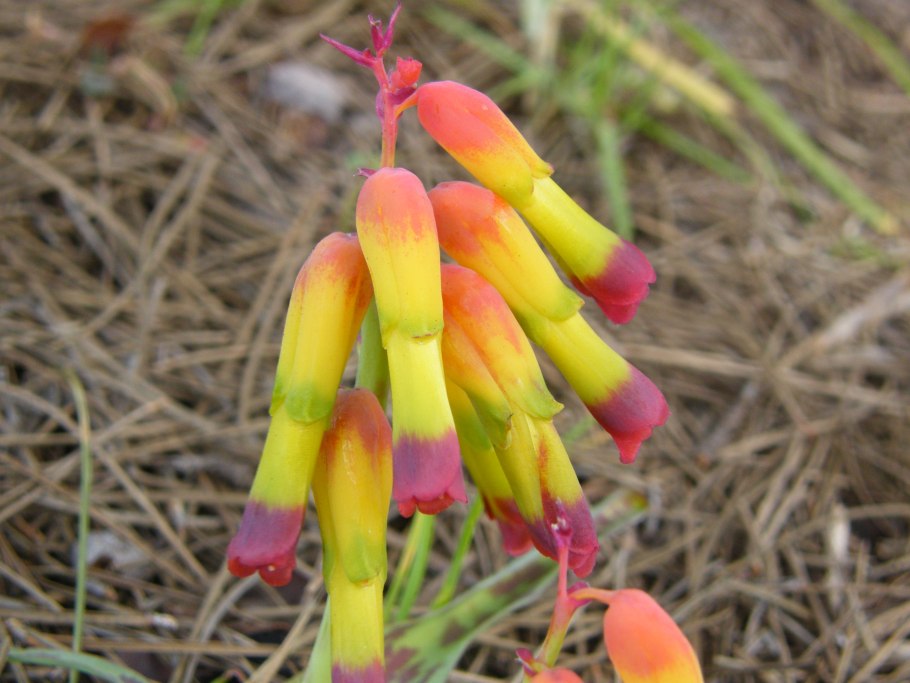 Lachenalia pusilla