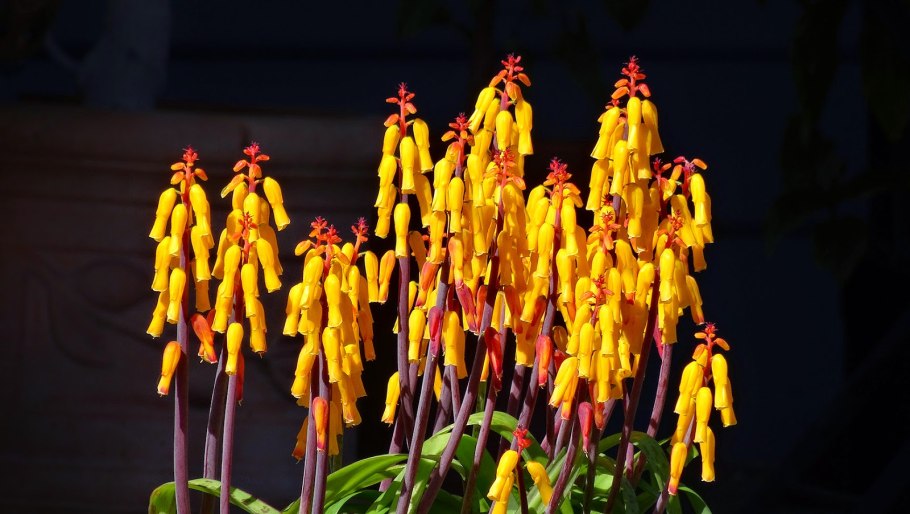 Лахеналия квадриколор