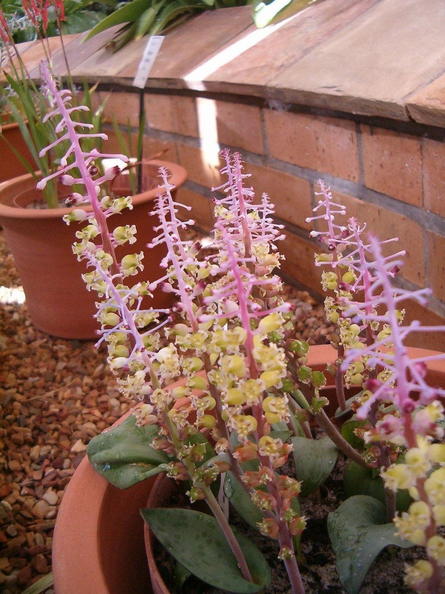 Лашеналия алоэвидная