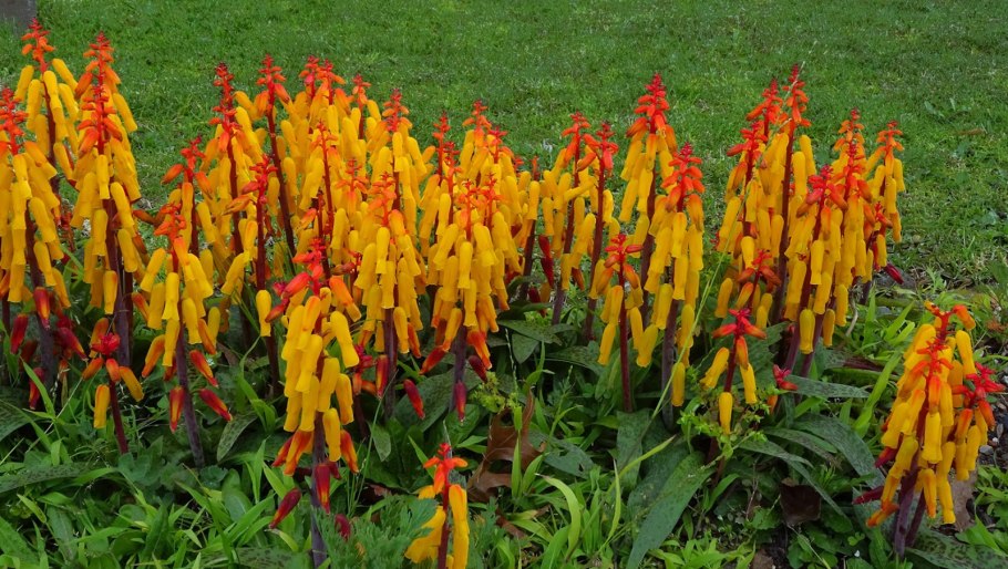 Лашеналия цветок