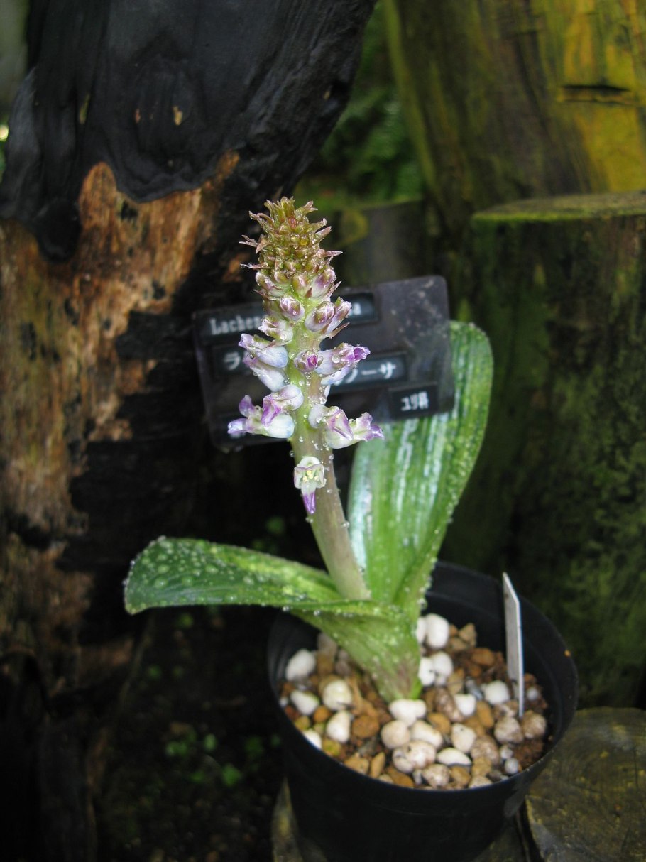 Lachenalia carnosa