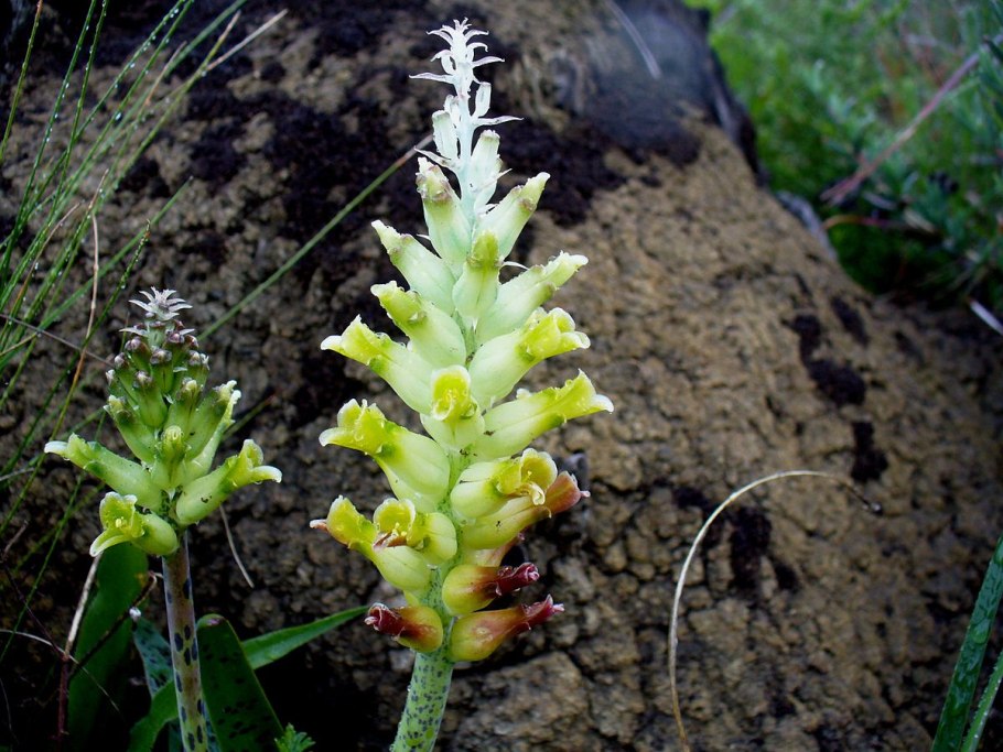 Massonia grandiflora