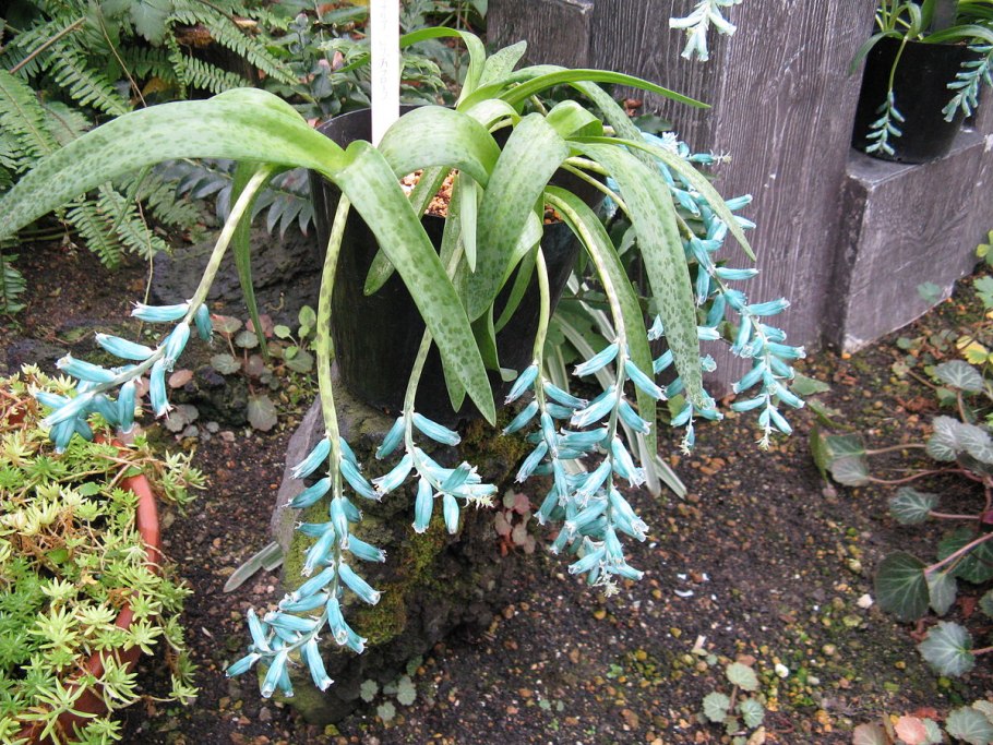 Lachenalia bulbifera