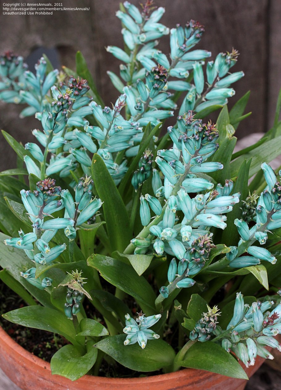 Lachenalia viridiflora