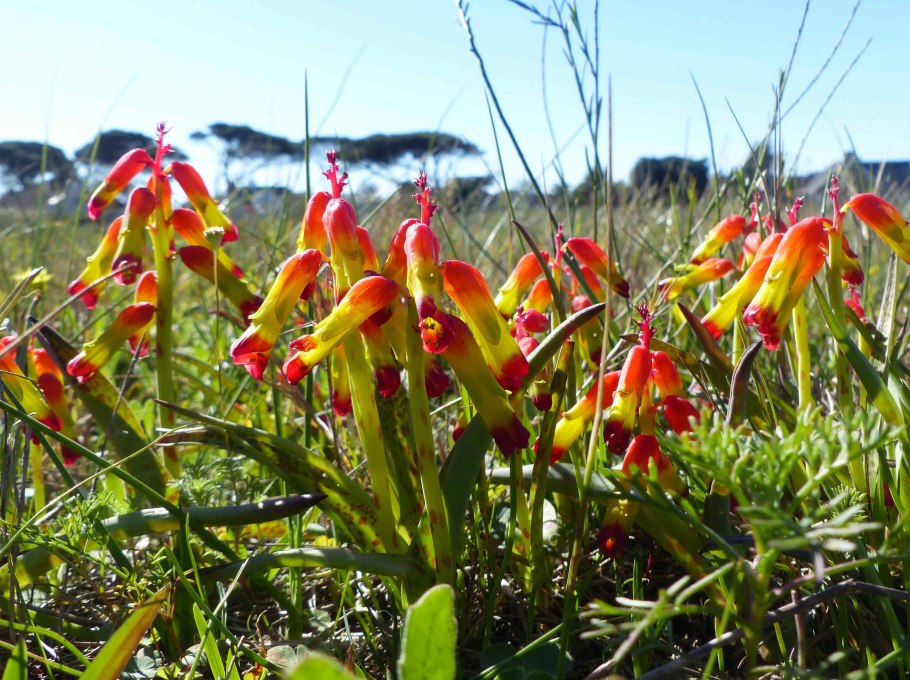 Лашеналия алоэвидная (Lachenalia Aloides)
