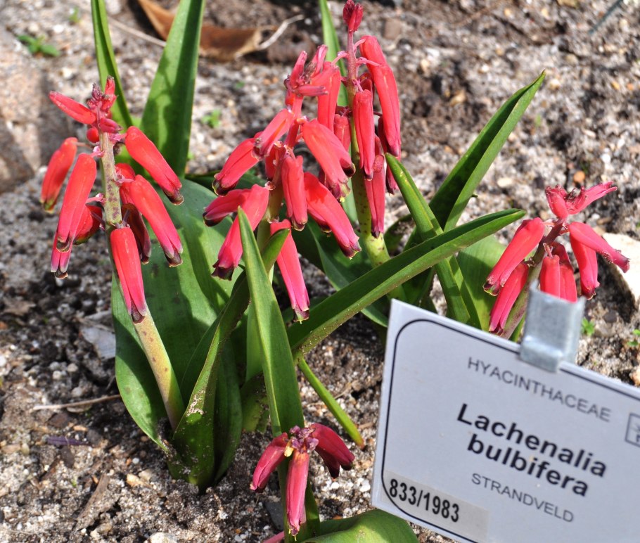 Lachenalia ensifolia