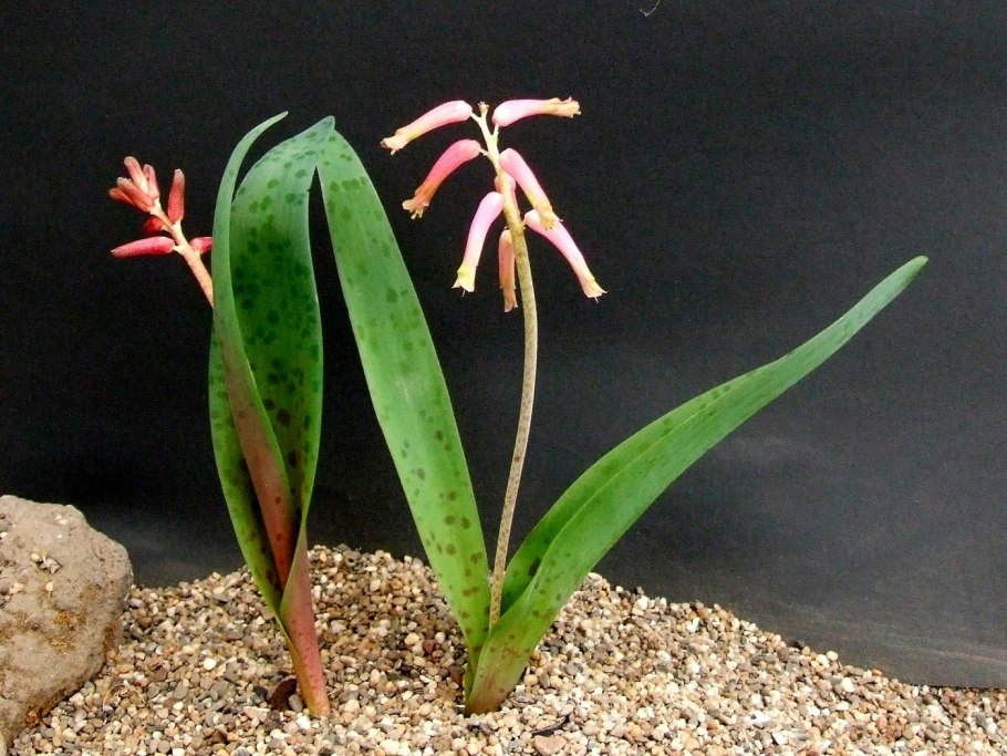 Лашеналия алоэвидная