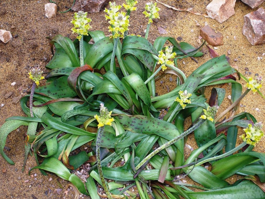 Lachenalia pusilla