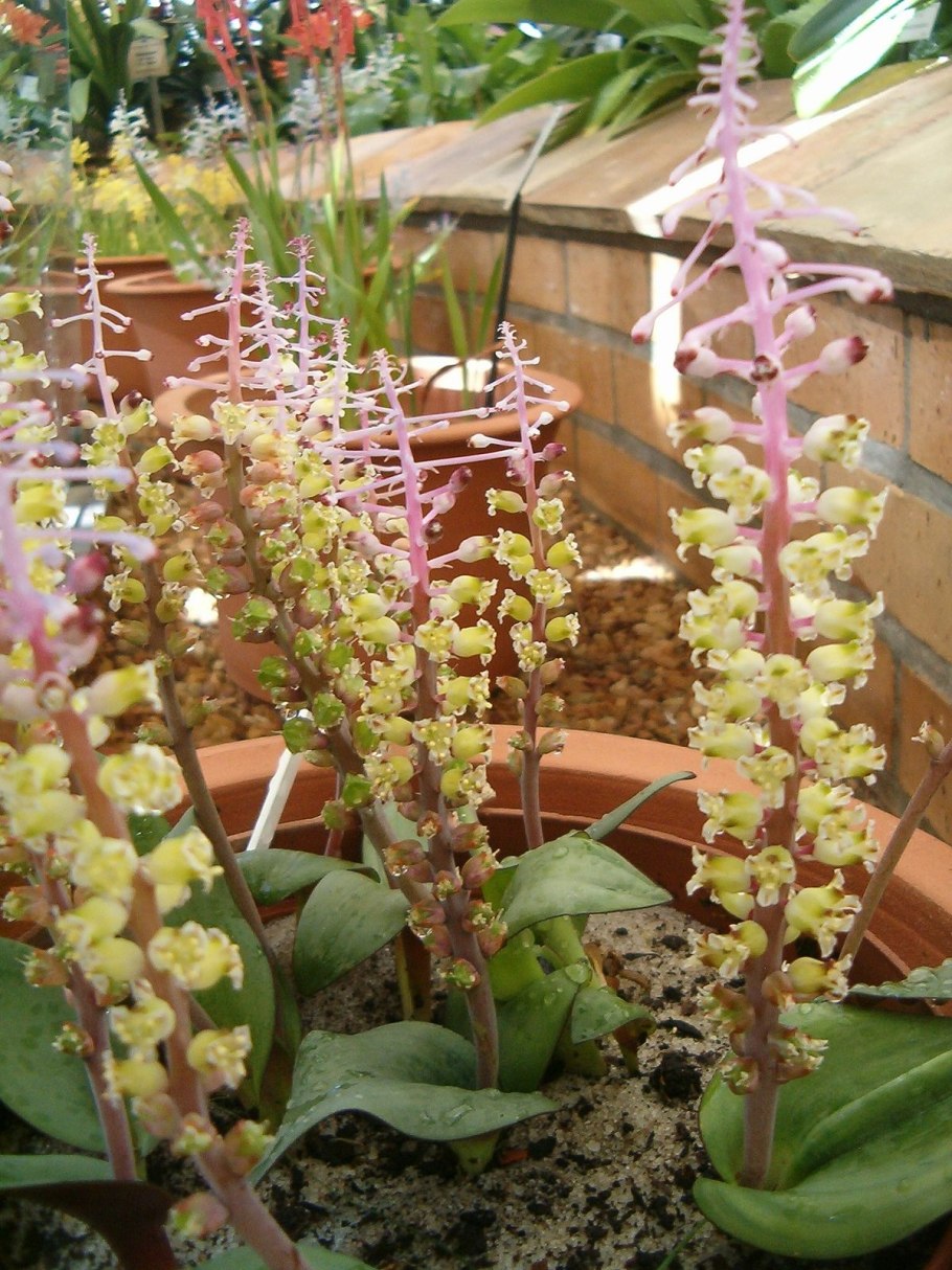 Lachenalia pusilla