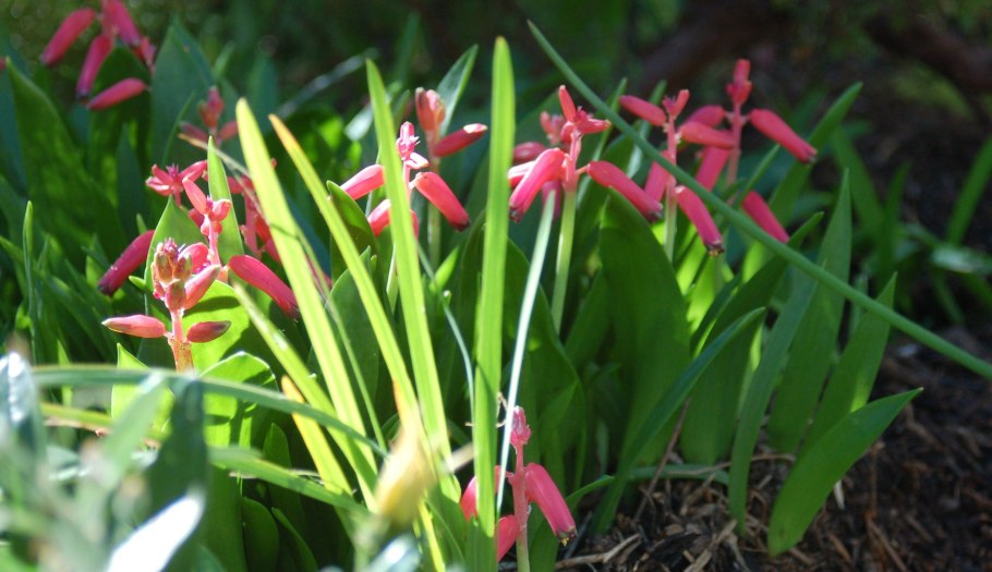 Лашеналия алоэвидная (Lachenalia Aloides)