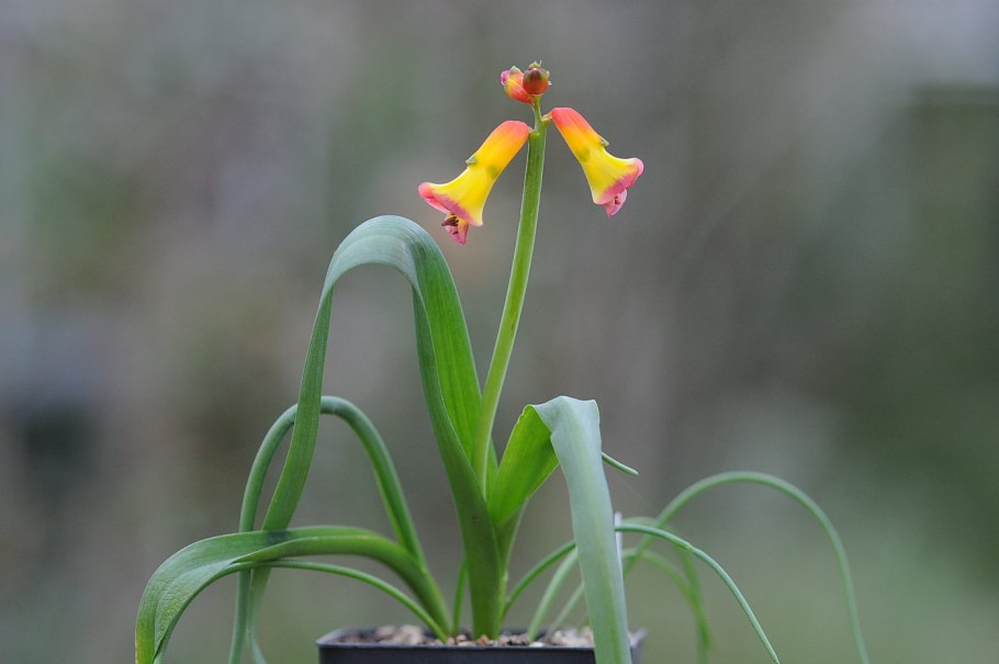 Лашеналия алоэвидная