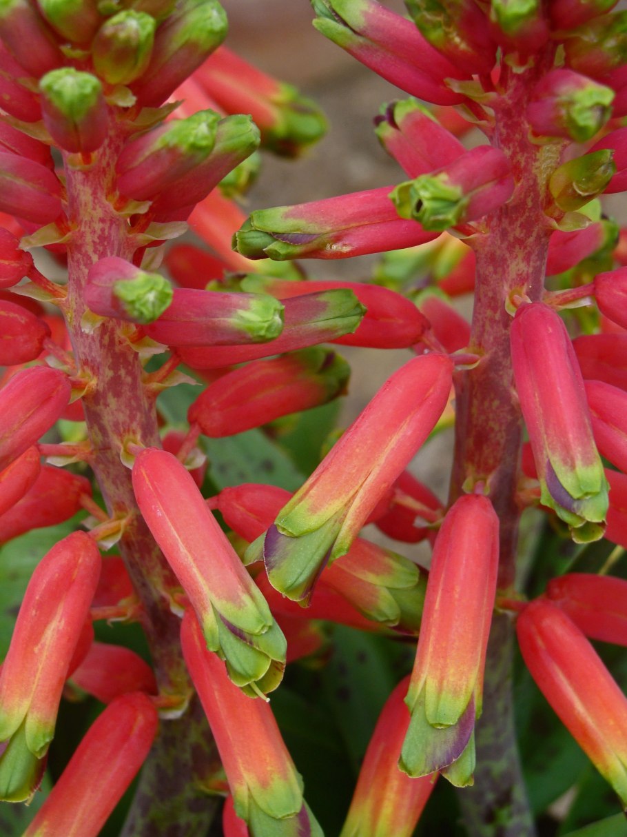 Кроссандра голубая