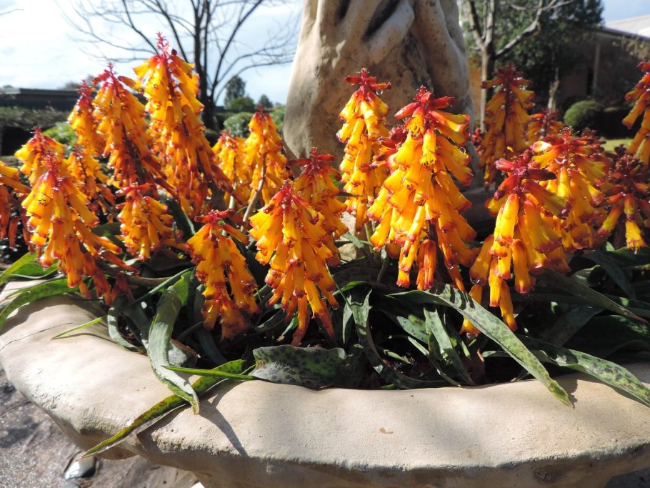 Лашеналия алоэвидная (Lachenalia Aloides)
