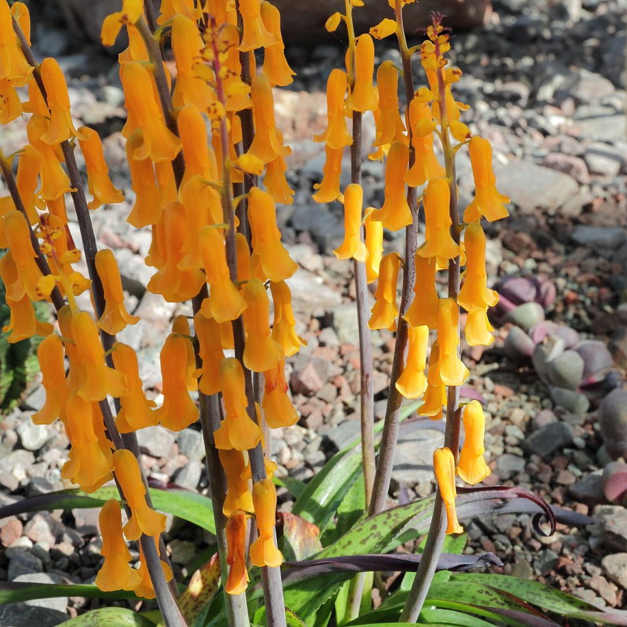 Lachenalia bulbifera