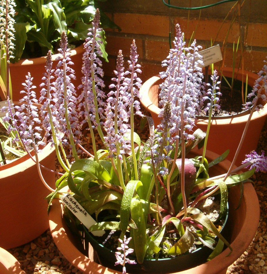 Lachenalia ensifolia